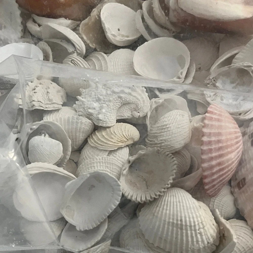 Hand Picked From the Beautiful Beaches of SWFL Decor,Crafting Natural Beauty